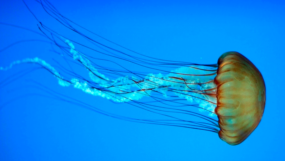 Tratamiento para la picadura de medusa, ¿sirve la orina?