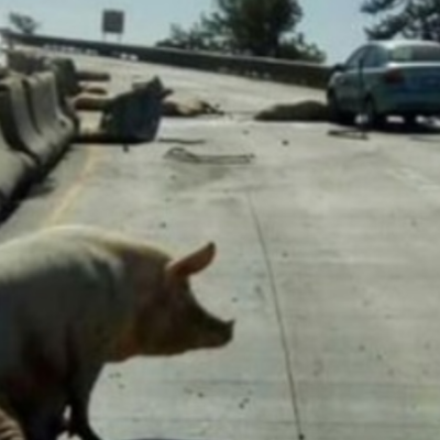 Rapiñan cerdos tras volcadura de tráiler en carretera Campeche-Mérida