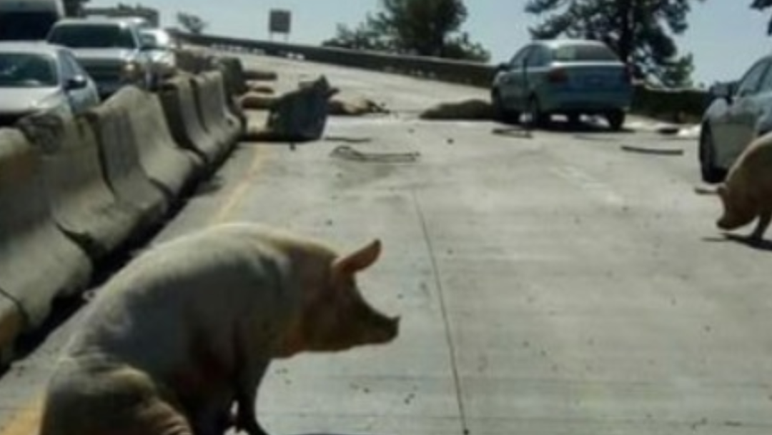 Más de 200 cerdos quedaron tirados en la carretera Campeche-Mérida
