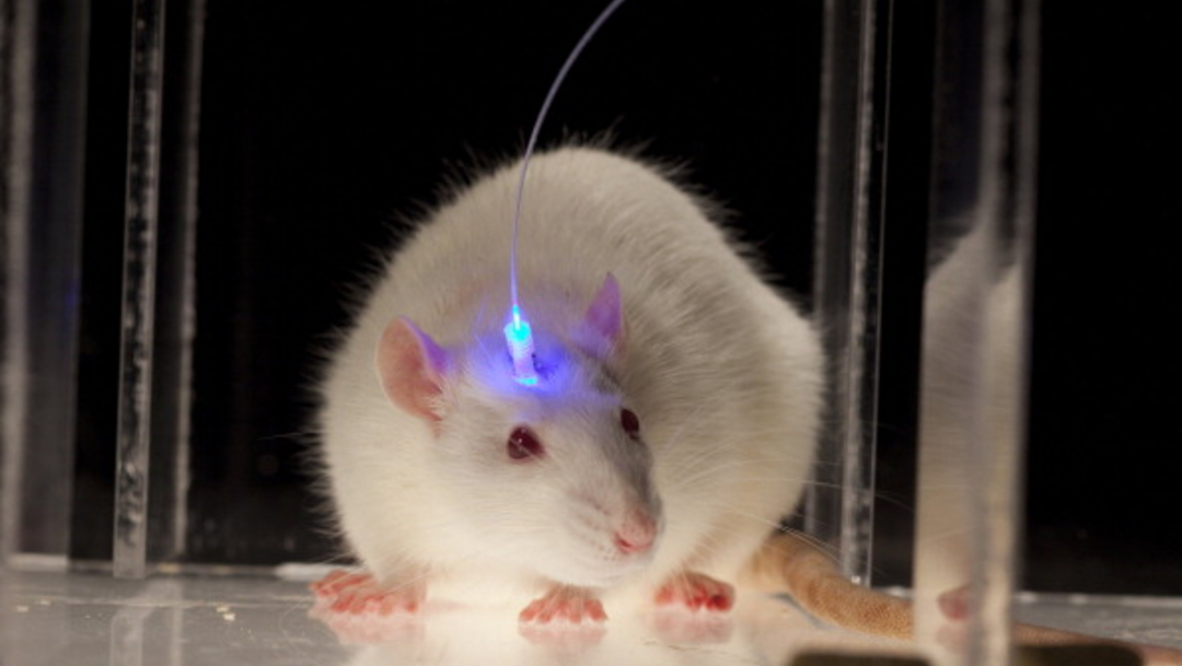 Científicos diseñan molécula que retrasa progresión del parkinson en ratones y monos