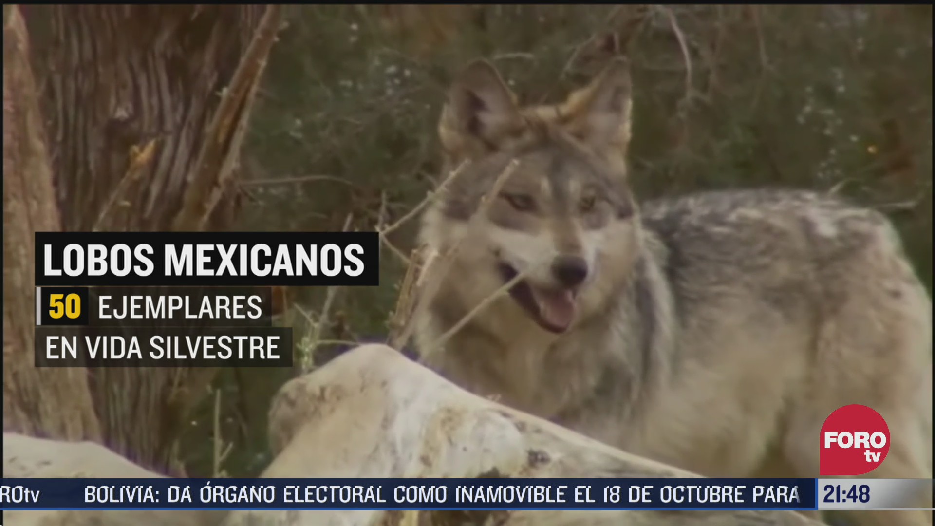 rescatan a lobos mexicanos en la colonia portales