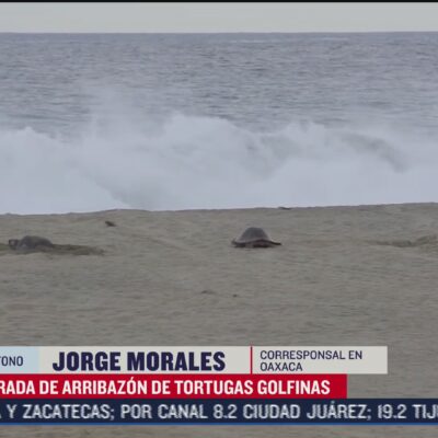 Temporada de arribazón de tortugas golfinas en Oaxaca