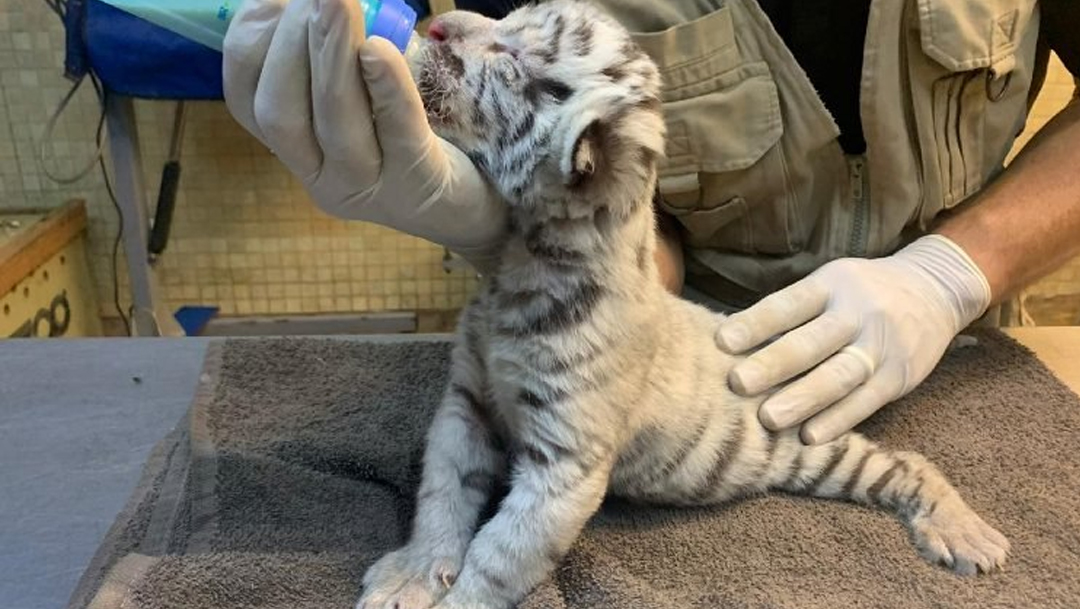 Nace tigre blanco en zoologico de culiacan.