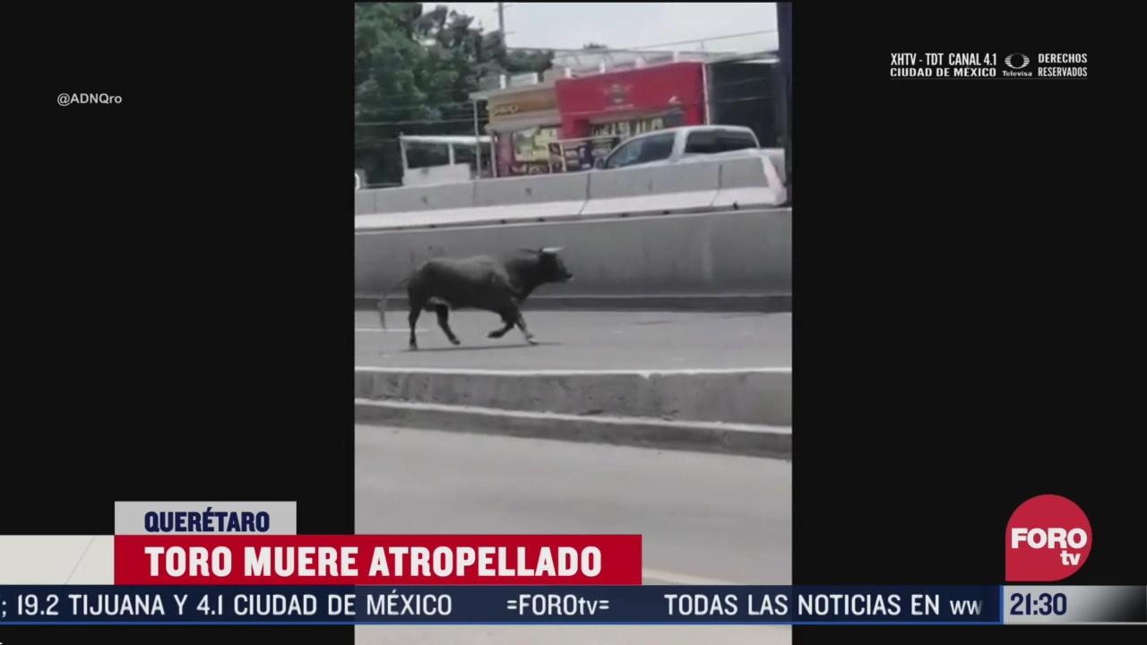 toro se escapa de plaza en queretaro y muere atropellado por un taxi