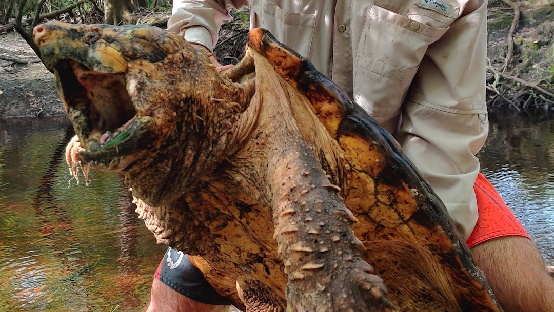 La tortuga mordedora del Suwannee es una especie que merece "preocupación especial"