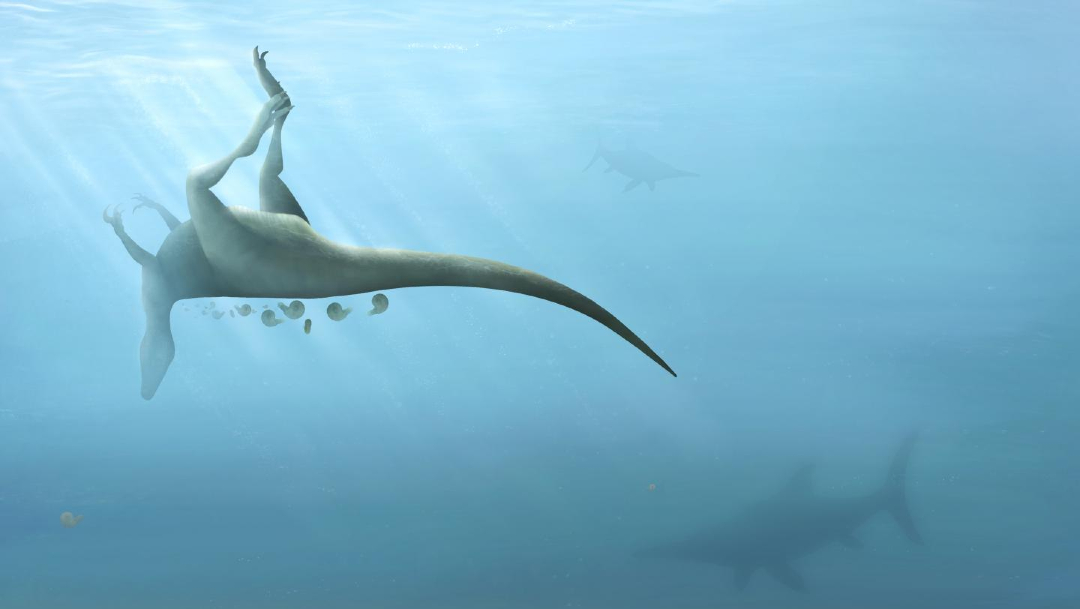 Paleontólogos de la Universidad de Southampton descubren en la isla británica de Wight restos óseos que pueden pertenecer a una nueva especie de dinosaurio