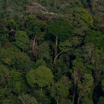 Día de la Amazonia en Brasil: El mayor bosque tropical del mundo, entre el fuego y Bolsonaro