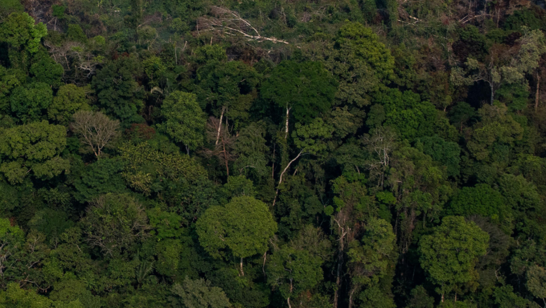 La selva brasileña sigue encarando las mismas amenazas que en 2019, pese a las acciones puntuales del Gobierno brasileño