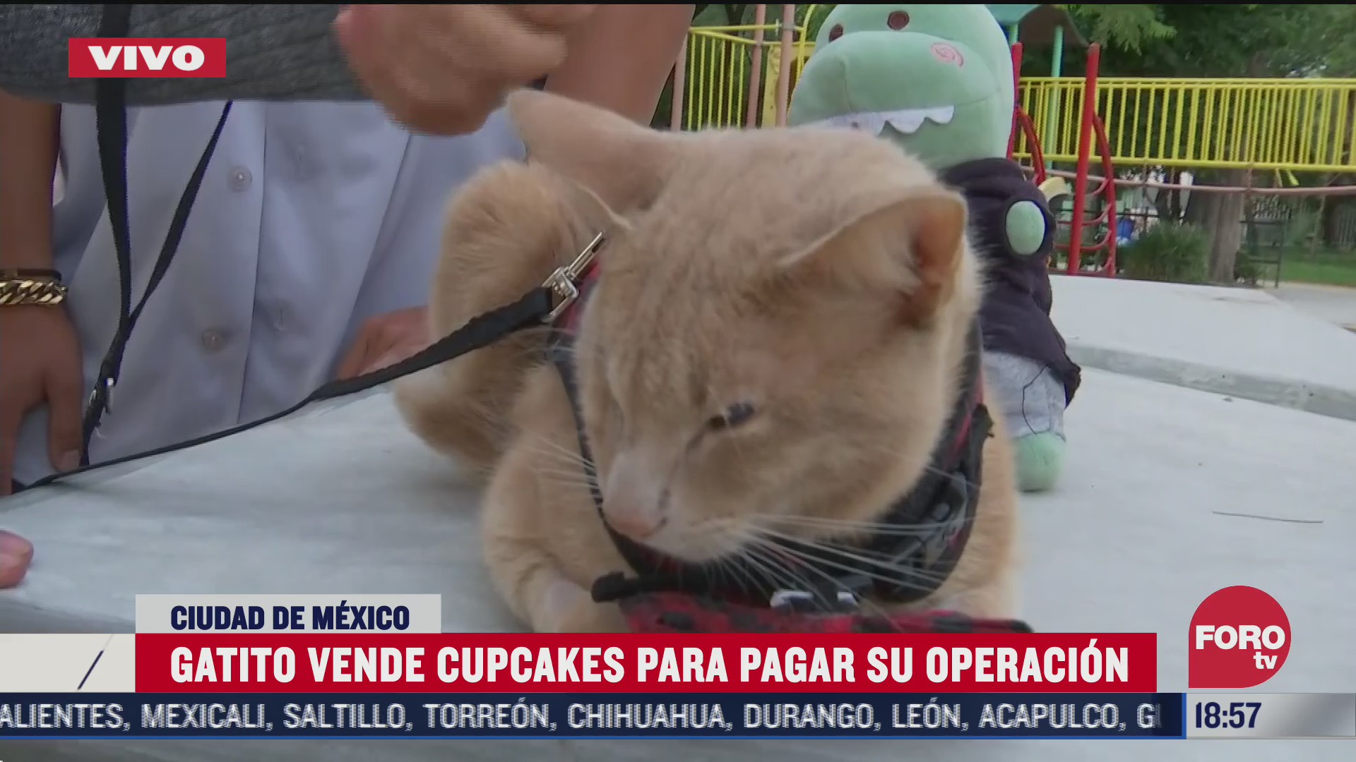 antonio el gatito que vende cupcakes para pagar su operacion
