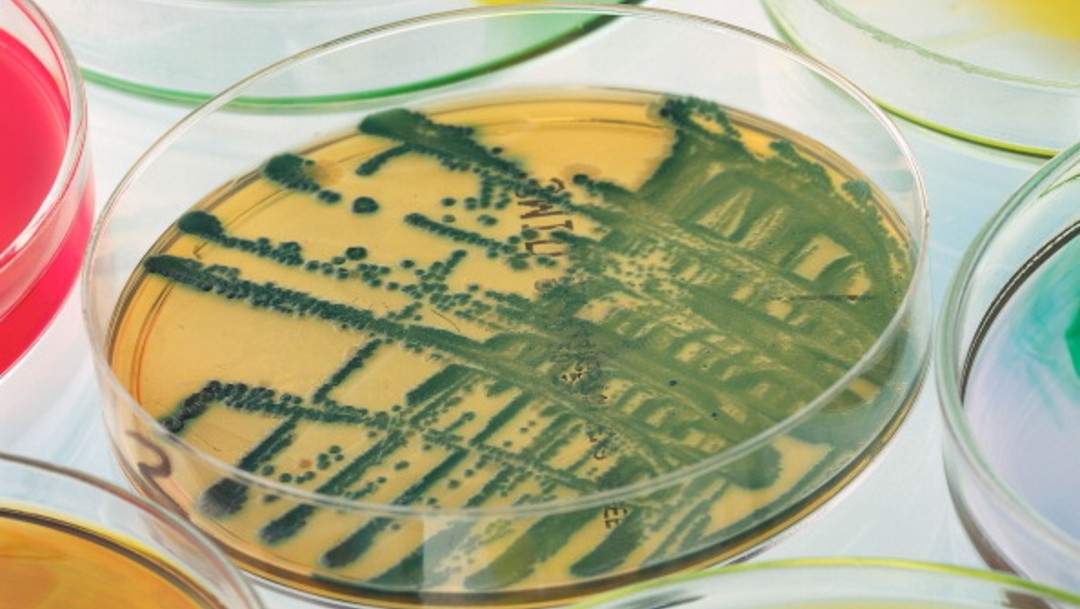 Bacteria Citrobacter