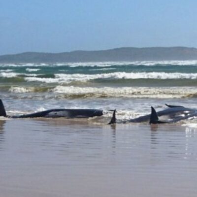 Un tercio de las 270 ballenas varadas en Australia murieron, según rescatistas