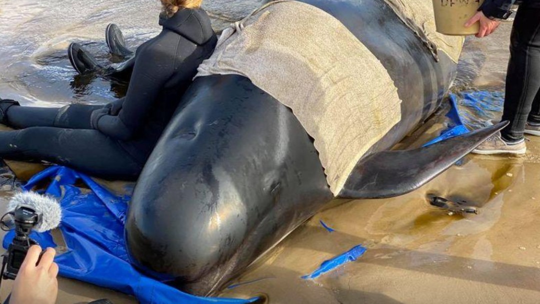 Alertan del riesgo de navegación por las 380 ballenas muertas en Australia