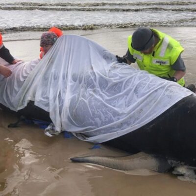 Australia lleva mar adentro 380 cadáveres de ballenas varadas en isla de Tasmania