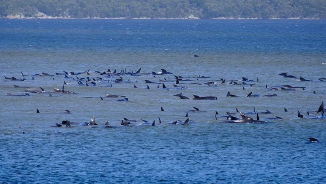 Descubren al menos 70 ballenas varadas en isla de Tasmania, Australia