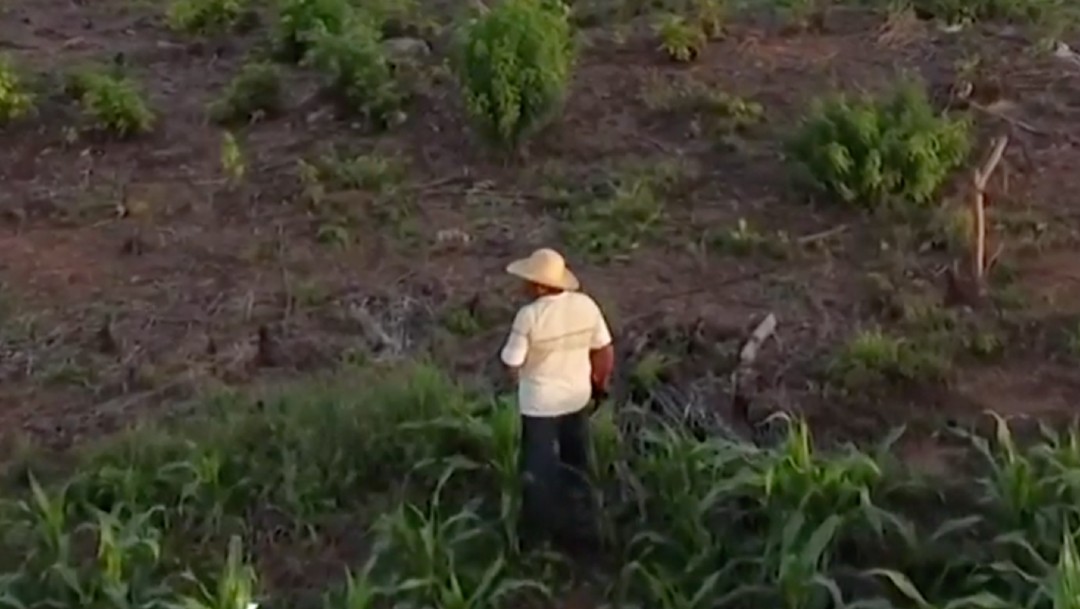 Campesinos de Guerrero denuncian falta de fertilizantes, por segundo año