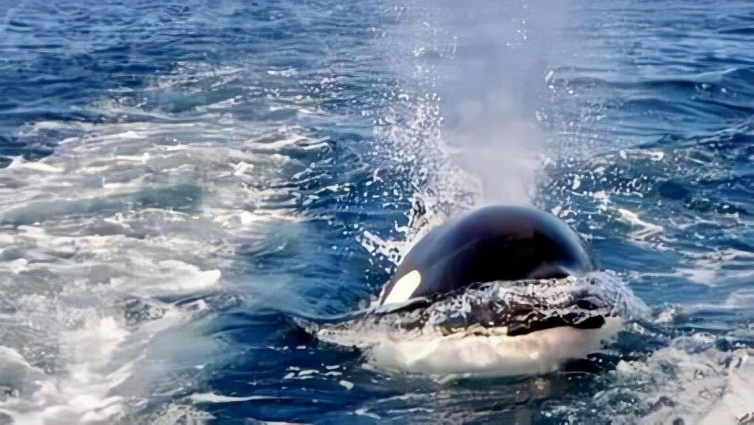 Captan a familia de orcas en el Mar de Cortés, Sonora