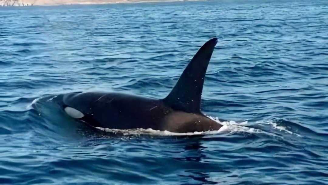 Captan a familia de orcas en el Mar de Cortés, Sonora