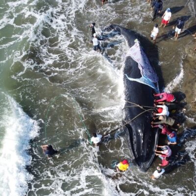 El conmovedor rescate de una ballena jorobada por parte de 37 voluntarios: video