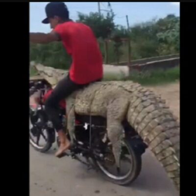 Jóvenes roban cocodrilo en Sinaloa y se lo llevan en una motocicleta