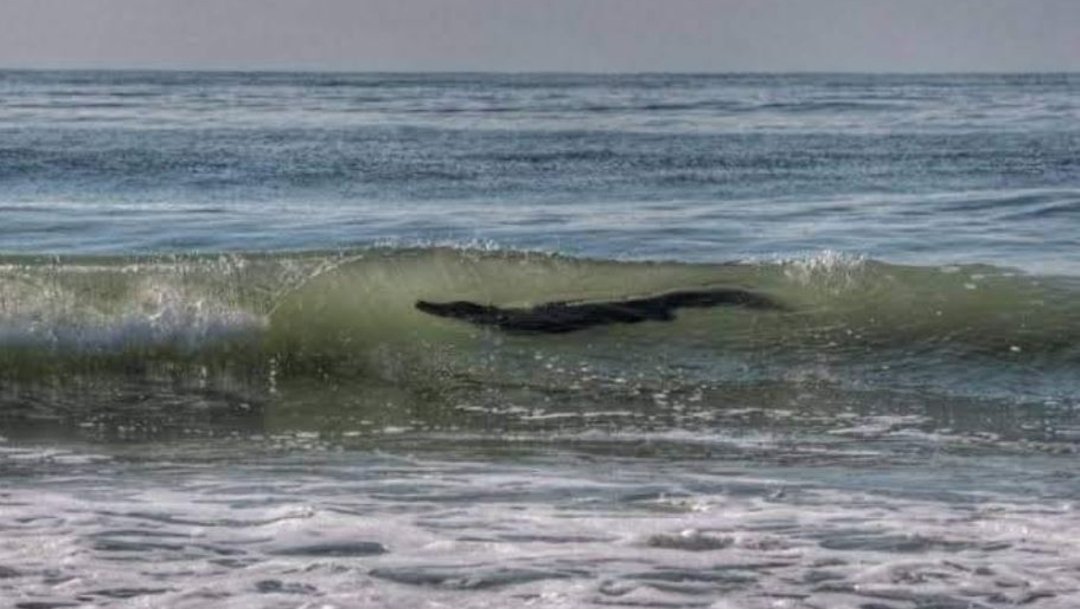 El cocodrilo fue visto merodeando una playa de Pie de la Cuesta. (Foto: @allexsoto)
