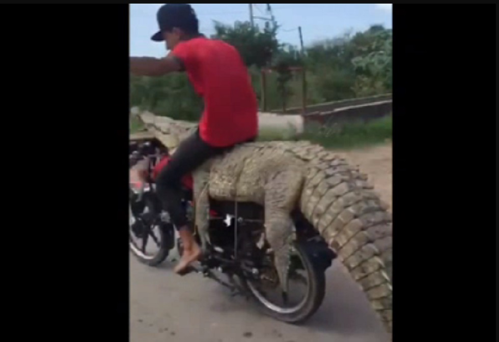 Un grupo de jóvenes se roba un cocodrilo en Sinaloa y se lo llevan en una motocicleta