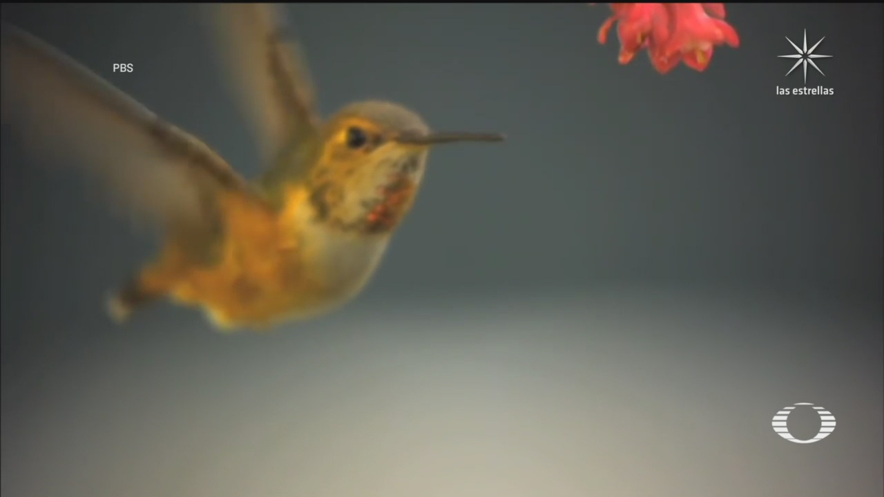 colibries de los andes bajan su temperatura hasta 35 grados