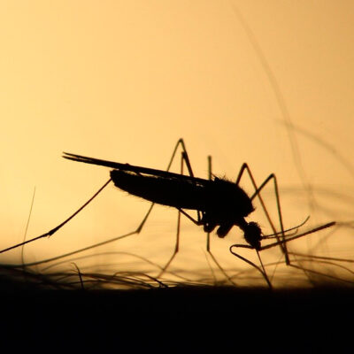 ¿Cómo hacer repelentes naturales para alejar a los mosquitos?