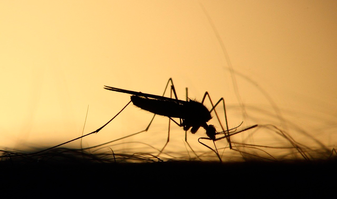 Usan mosquitos modificados genéticamente para combatir enfermedades en Florida