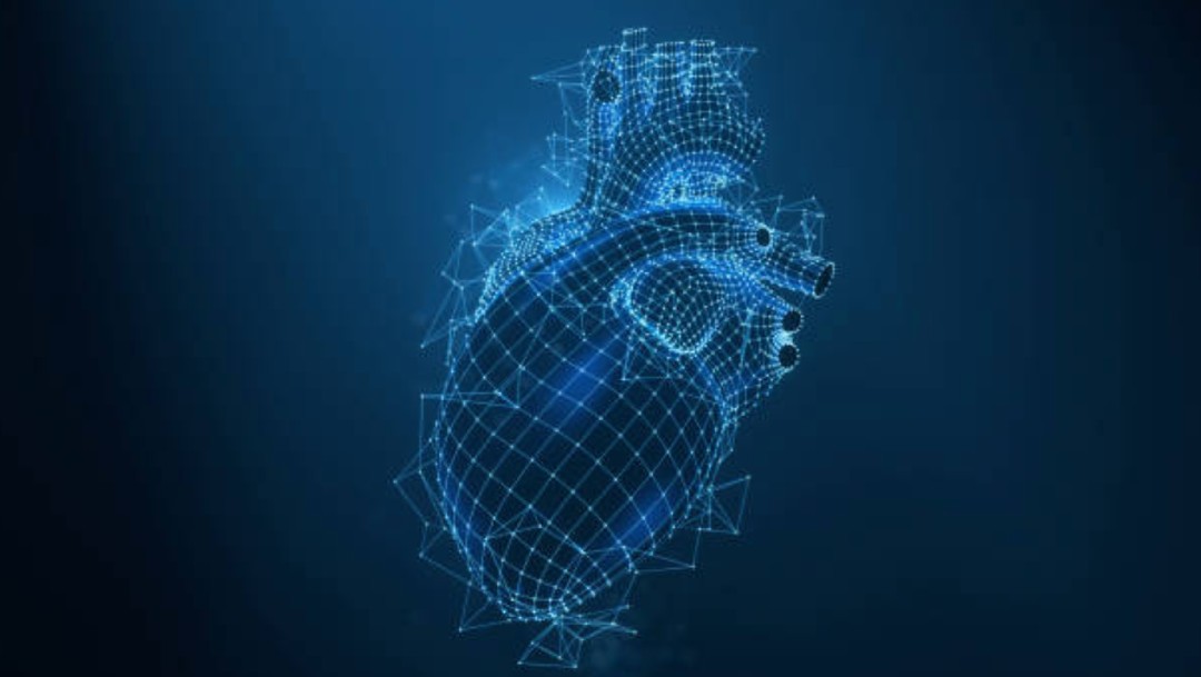 Descubren cuáles son las células encargadas de reparar el corazón tras un infarto