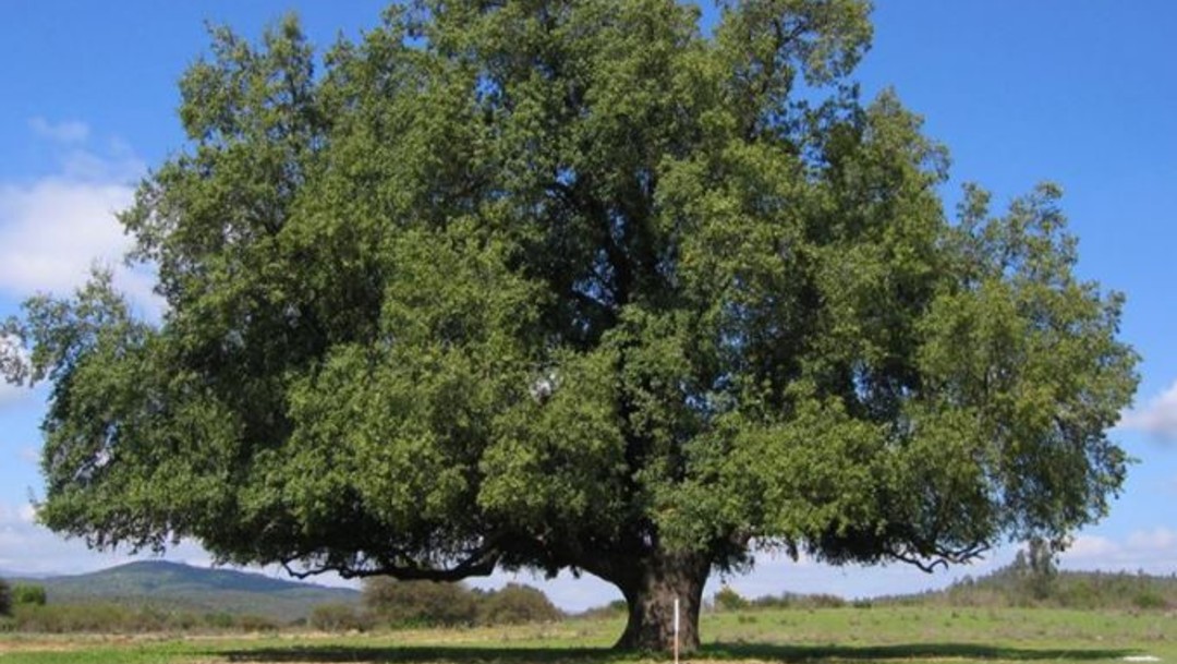 l quillay, un árbol endémico de Chile