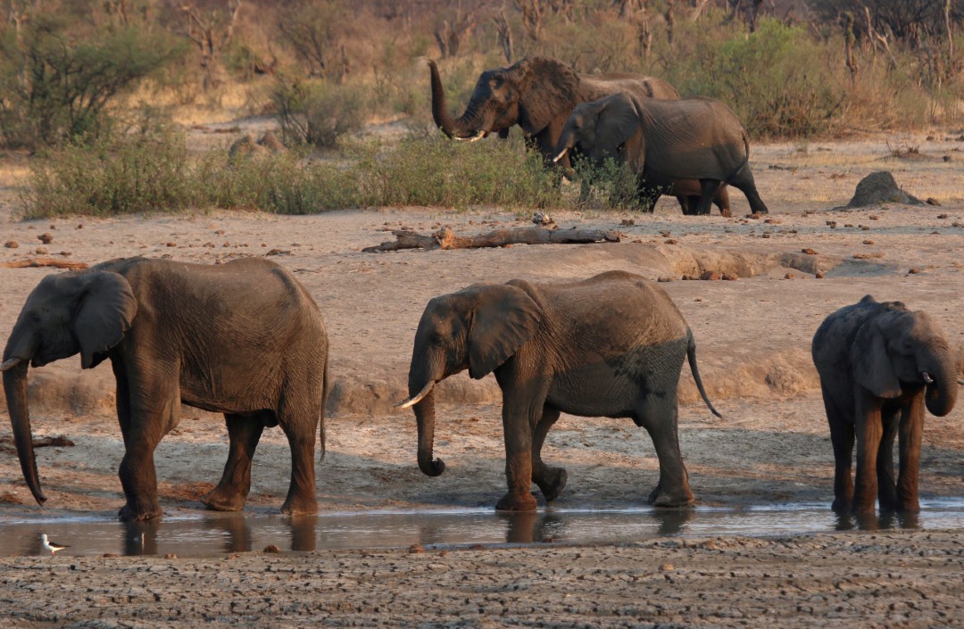 Bacteria-en-el-agua-causa-de-muerte-de-300-elefantes