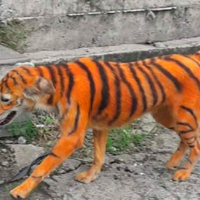 Caso de perrito pintado como tigre provoca indignación en redes sociales