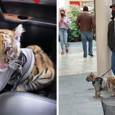 Captan a mujer paseando a cachorro de tigre en centro comercial de CDMX