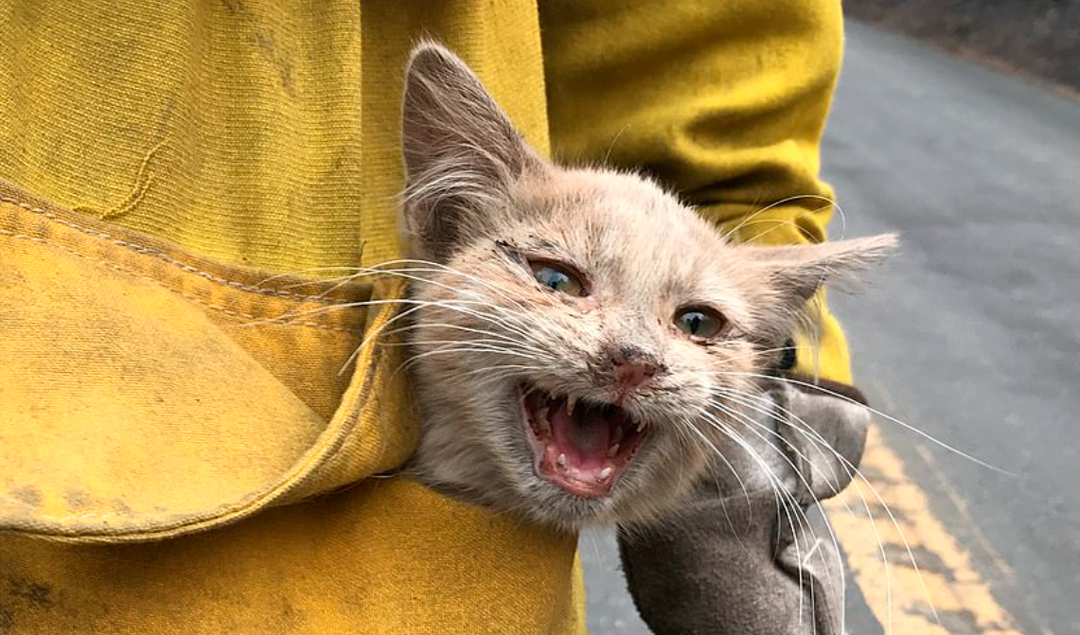 Rescate de un gato en los incendios forestales en Estados Unidos