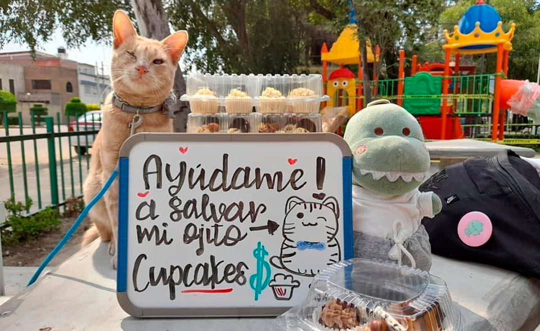 Gato vende cupcakes para pagar operación y rescatar su ojito