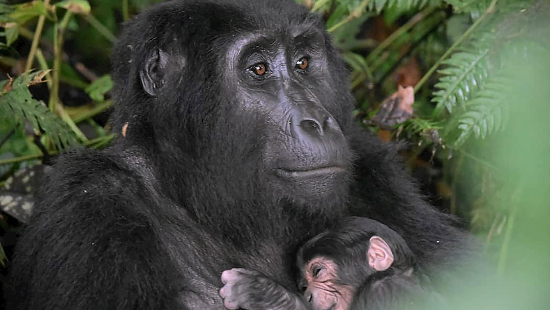 La madre gorila abraza a su bebé recién nacido en el Parque Nacional del Bosque Impenetrable de Bwindi, en Uganda
