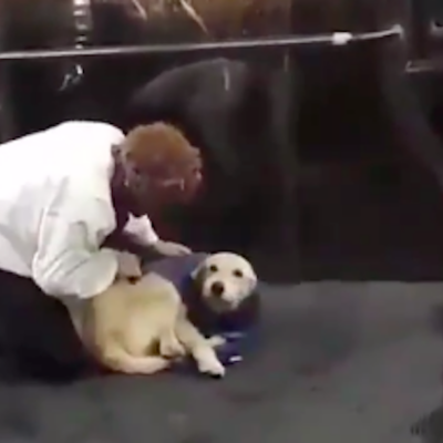 Video: Hombre se quita chaleco para abrigar a perrito y se viraliza