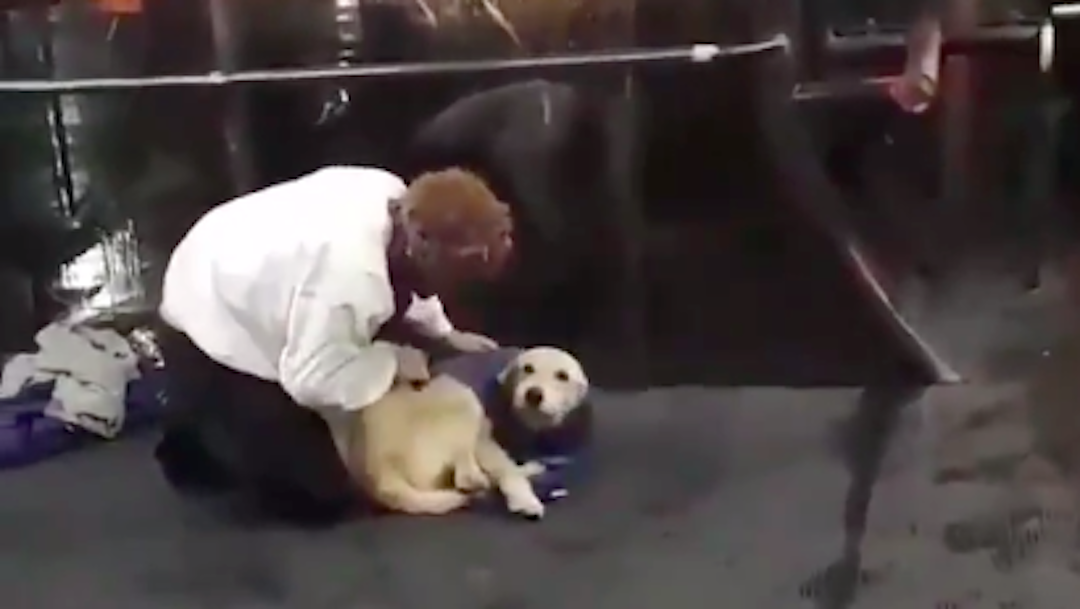 Hombre abriga a perro con su chaleco