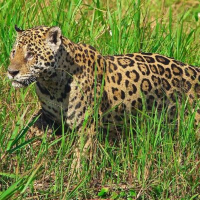 Los incendios en Brasil amenazan al jaguar, el mayor felino de América