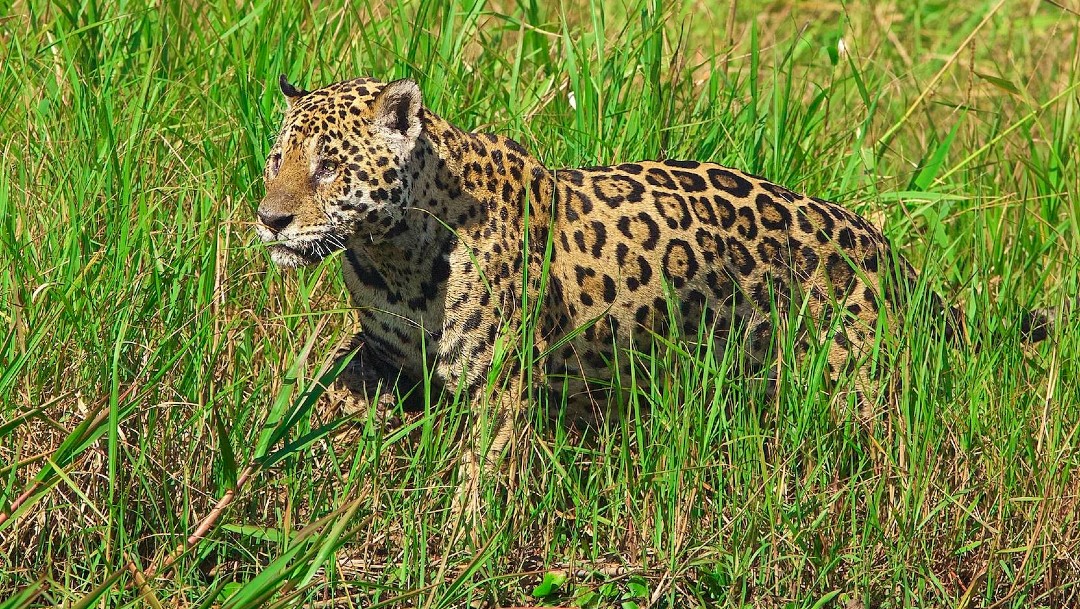 Jaguar en el Pantanal brasileño
