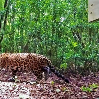 Jaguar es liberado en la Reserva de Sian Ka'an, en Quintana Roo