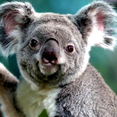 Los koalas hacen tambalear al gobierno del estado más poblado de Australia