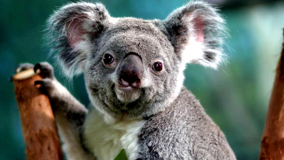 Koalas hacen tambalear al gobierno del estado más poblado de Australia