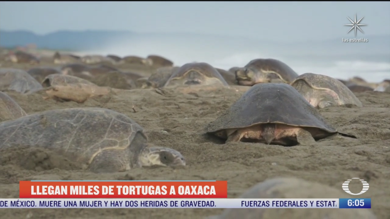 llegan miles de tortugas a oaxaca