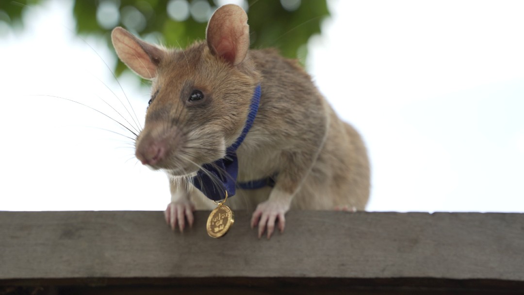 Magawa, rata gigante africana detectora de minas terrestres mortales, recibe medalla de oro