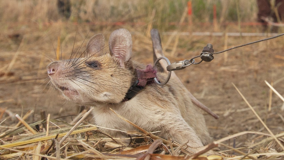 Magawa, la rata gigante que detectaba minas en Camboya se retira