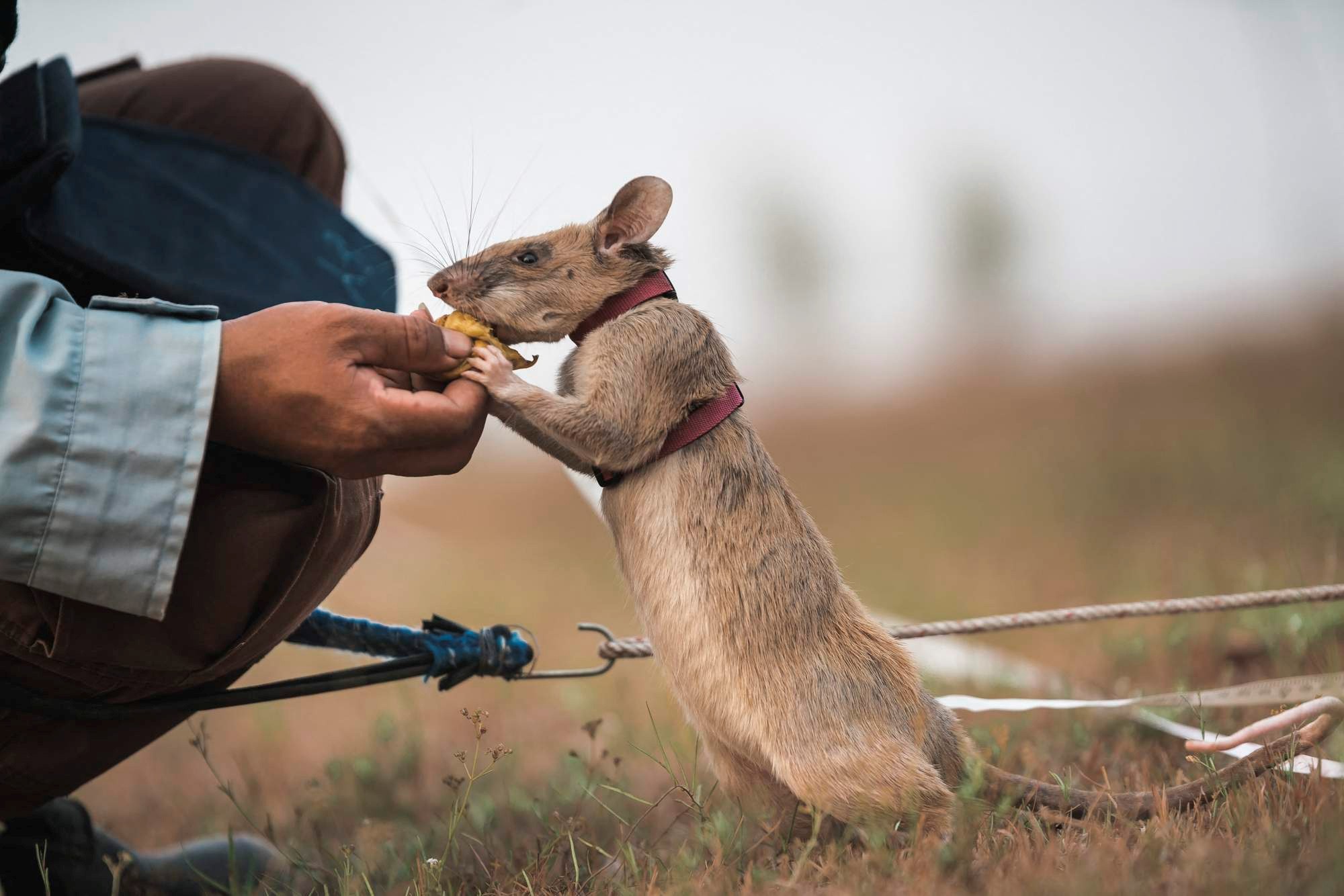 Magawa, rata gigante africana detectora de minas terrestres mortales, recibe medalla de oro