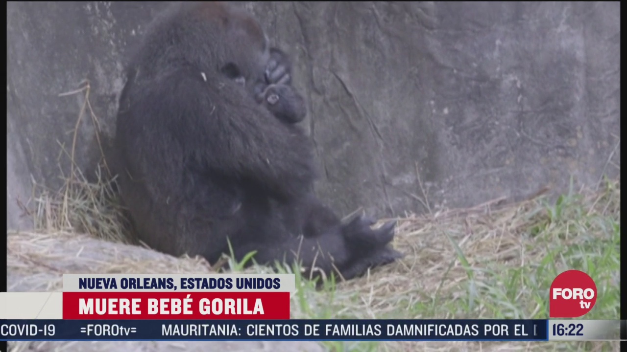 muere gorila bebe en zoologico de nueva orleans estados unidos