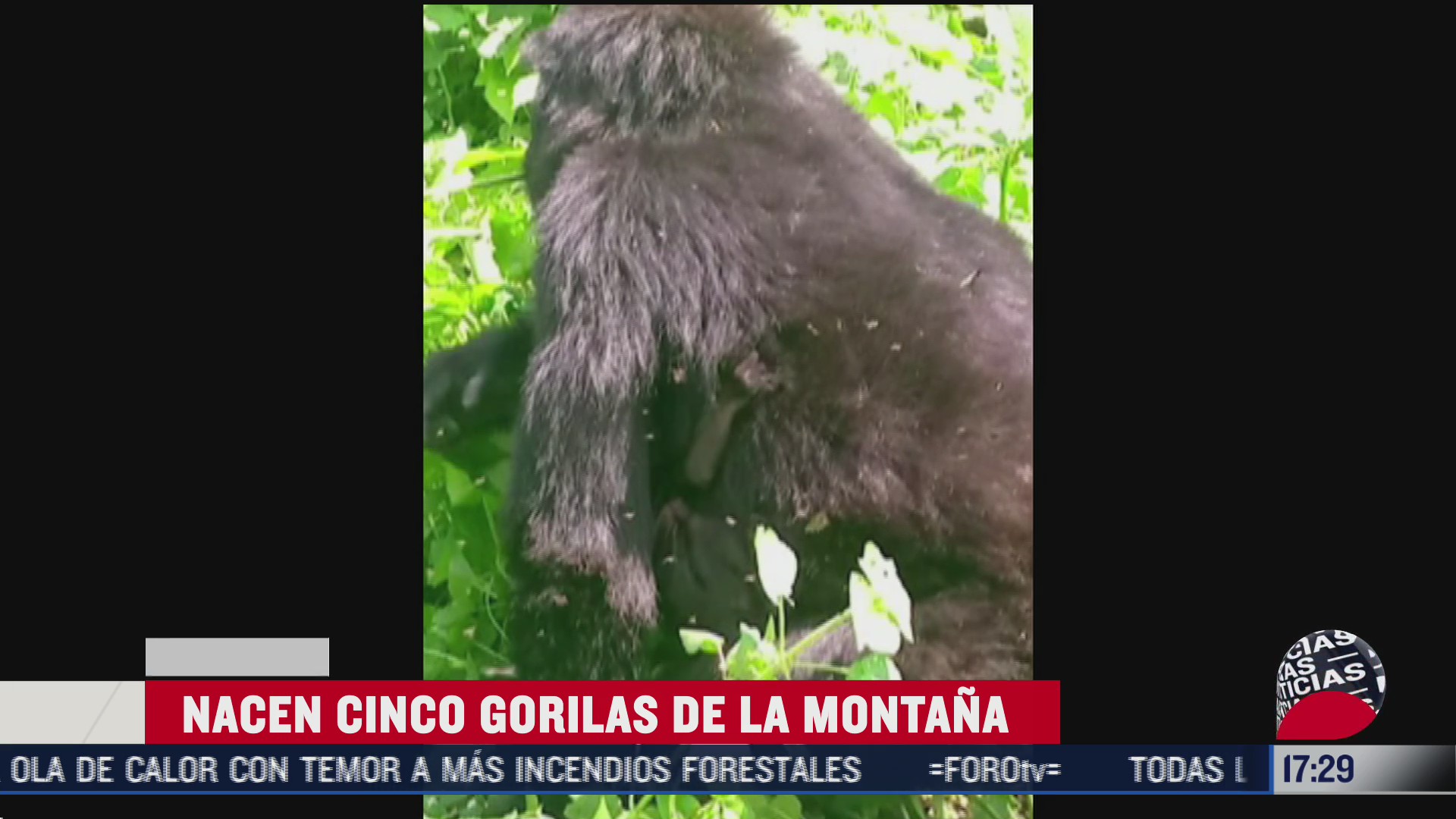 nacen cinco gorilas en uganda
