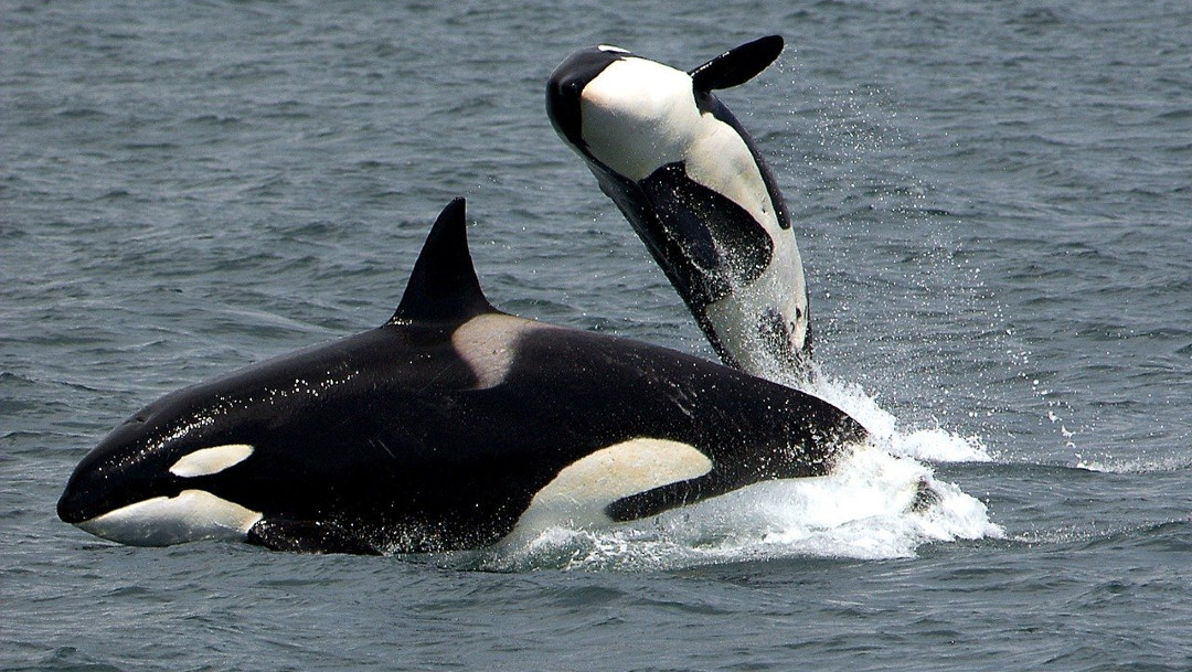 orca asesina, cría, imagen ilustrativa